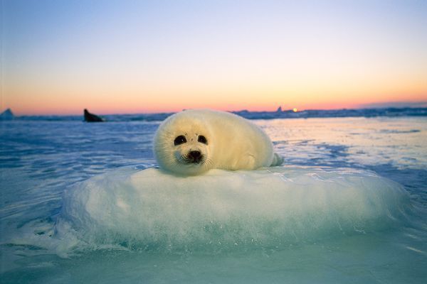 Harp Seal Pictures Pup