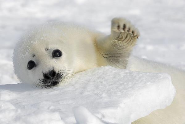 Harp Seal Pictures Reaching
