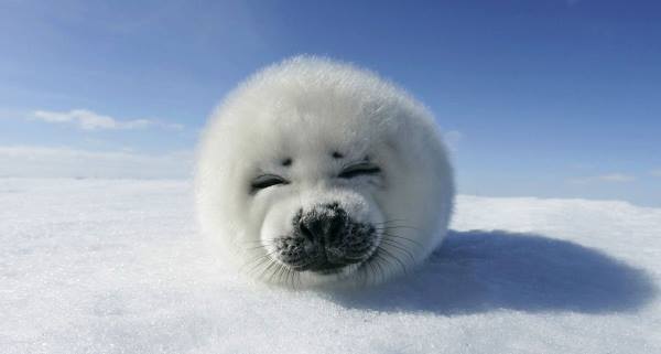 Harp Seal Pictures