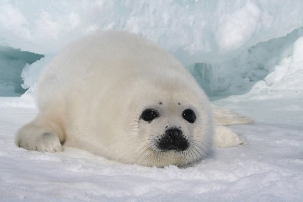 Harp Seal Pup