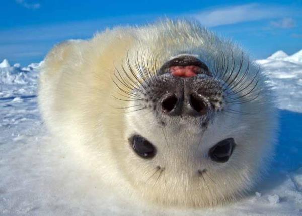 Harp Seal Upside Down