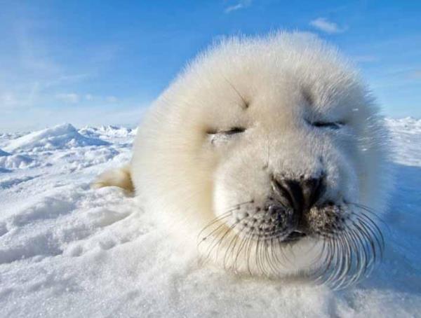 Harp Seal