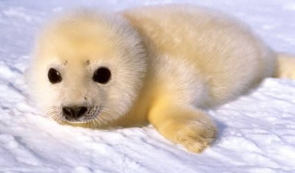 Harp Seals