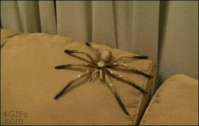 Huge Spider Prank