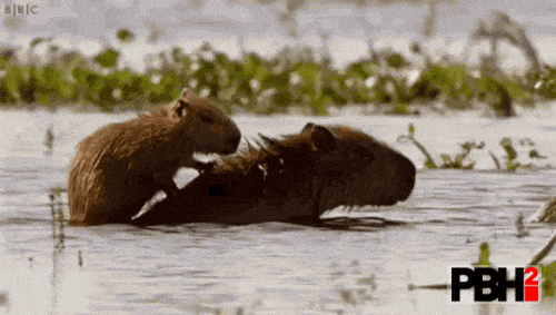 Baby capybara riding other capybara