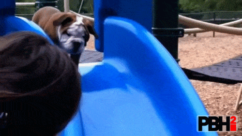 Bulldog First Time On Slide