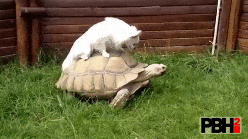 Dog rides on turtle