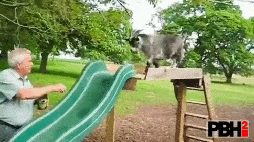 Goat Slides Down For Food