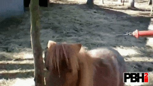 This Baby Goat Knows Horses Are for Rides