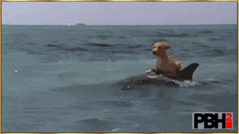 This Dog Riding On The Top Of Dolphin