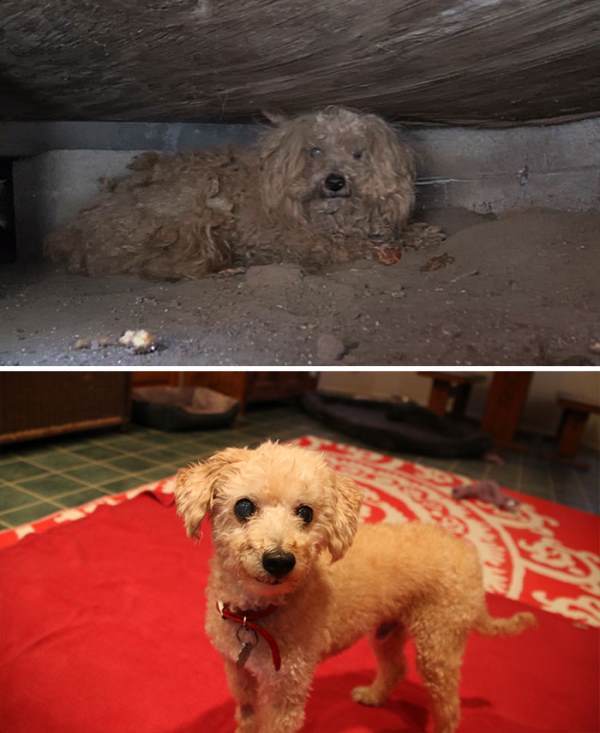 Rescue Dog