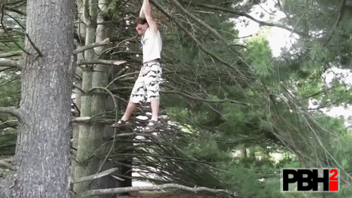 Falling down from tree