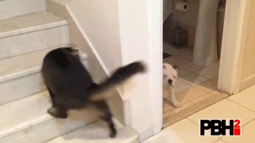 This Cat who doesn't like the bulldog coming back after her