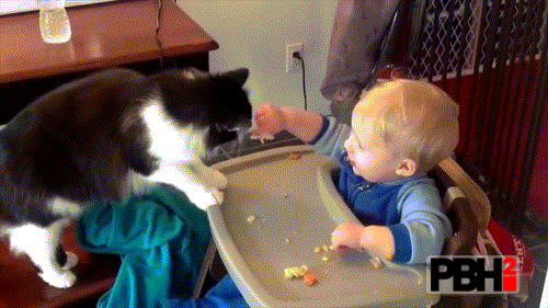 This cat proudly stealing food from baby