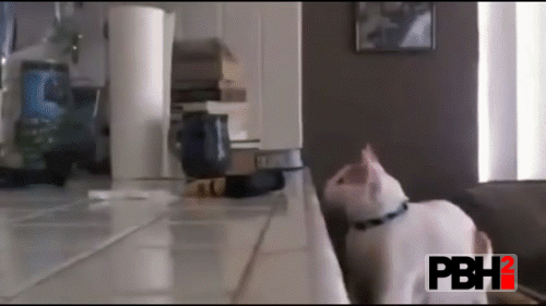 This cat really hates coffee