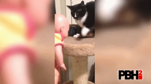 This cat slapping the doll