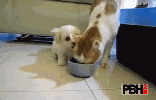 This cat who ate lunch of little pup
