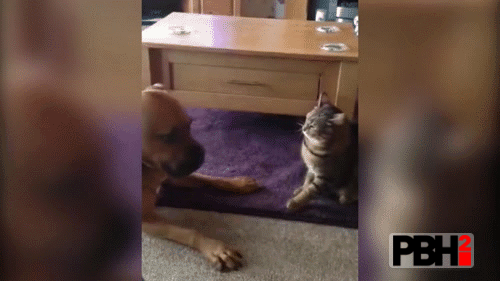 This cat who hate that why dog kissed her