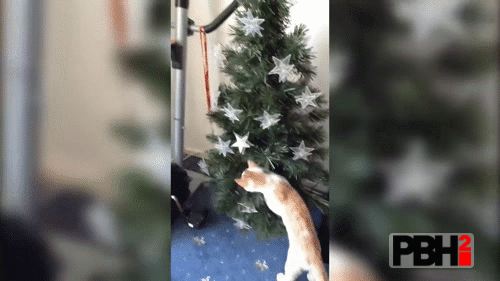 Why you brought Xmas Tree when I'm here