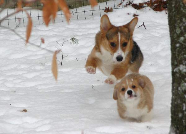 Corgi Photos Snow