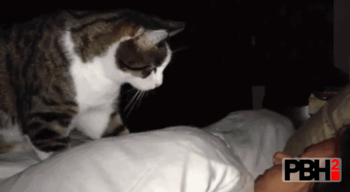Adorable boop to wakeup her owner