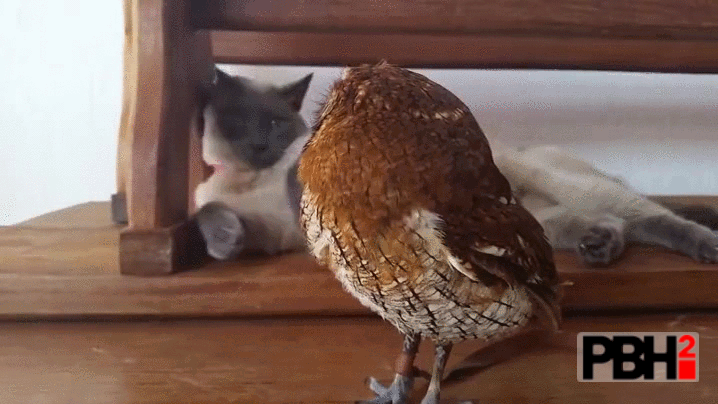 Cute Cat Boops Owl