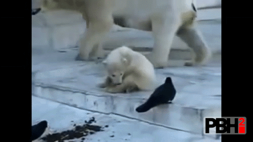 Cute boop to polar bear cub