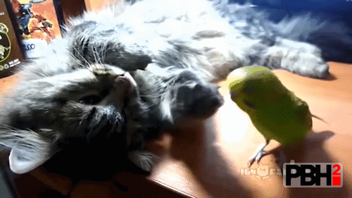 Cute parrot boop