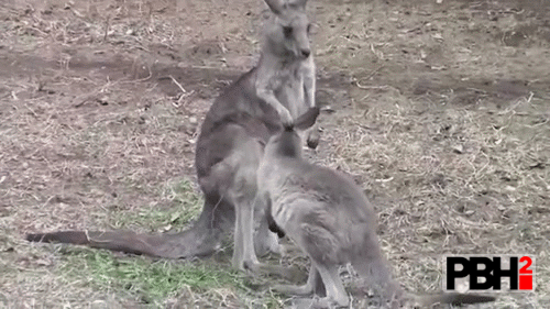 Kangaroo Boop