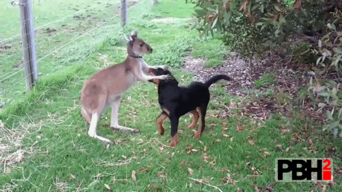 Kangaroo boops dog