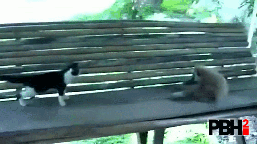 Monkey boops kitten
