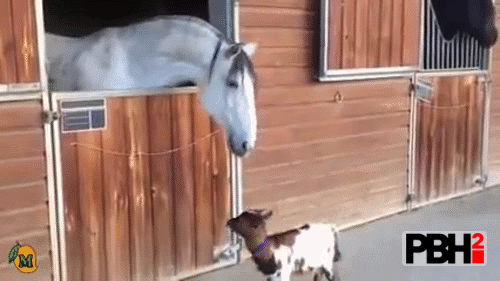 Pygmy Goat and Horse are best of friends