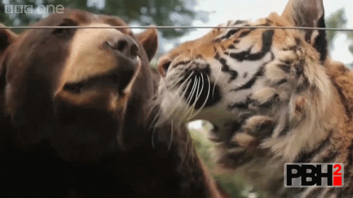 That tiger and bear boop