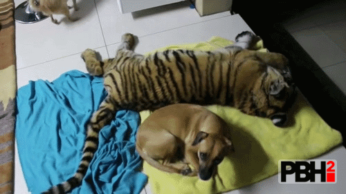 Tiger Booping Dog