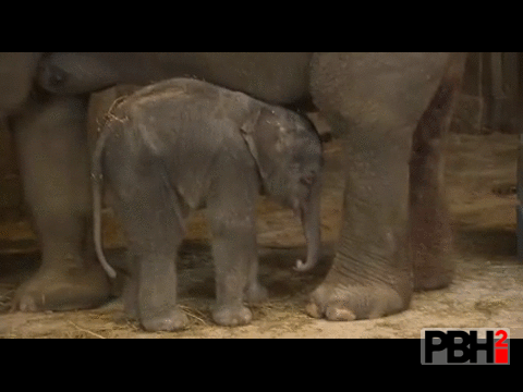 sleepy newborn elephant boop