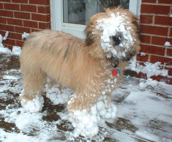 Covered In Snow