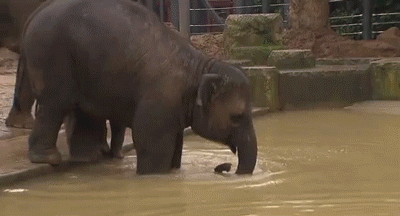 Elephant Swimming