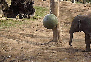 Baby Elephant Tetherball