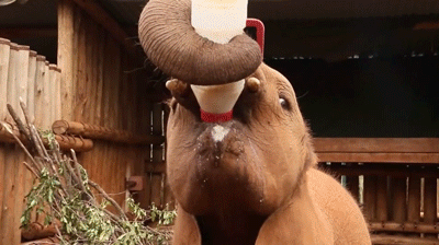Baby Elephant GIFs To Warm Your Heart
