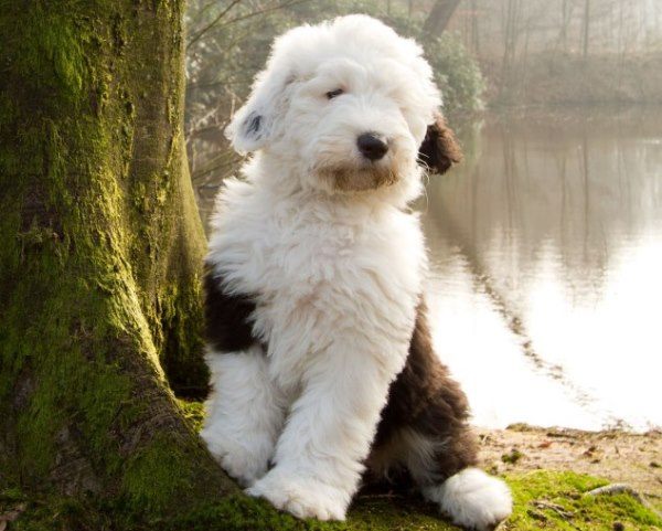 29 Of The Cutest Old English Sheepdog Pictures Ever – PBH2