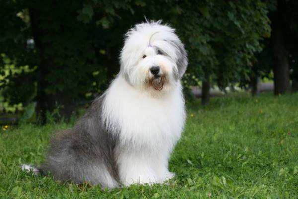 29 Of The Cutest Old English Sheepdog Pictures Ever - PBH2