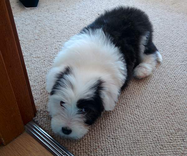 Cute Old English Sheepdogs