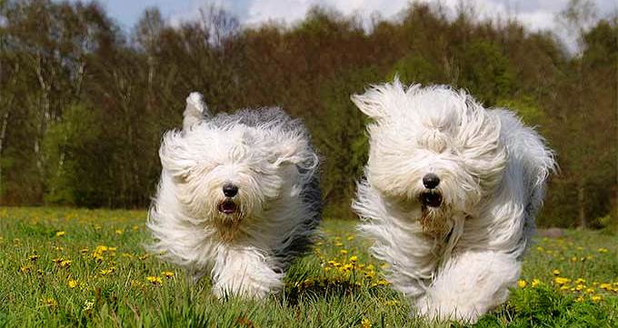 old english sheepdog running