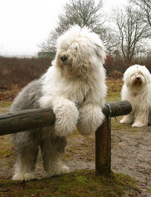 Fluffy English Sheep Dogs