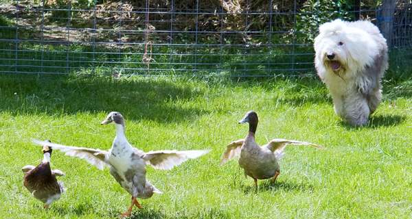 Herding