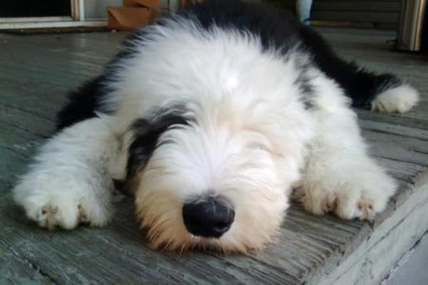 Old English Sheepdog Pictures Sleeping
