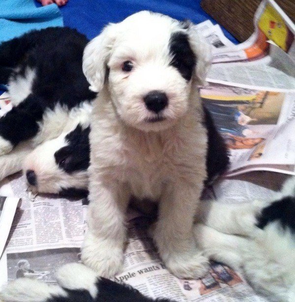 Old English Sheepdog Puppy