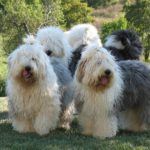 Pack Of Old English Sheepdogs