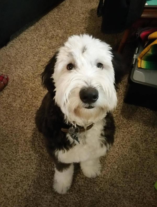 Puppy