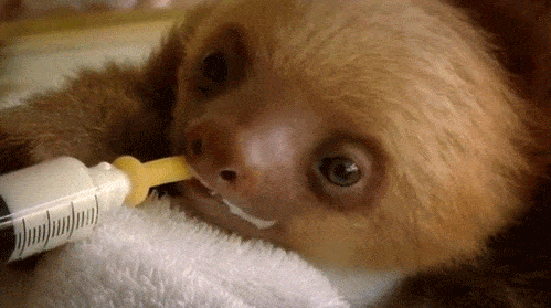 Feeding A Baby Sloth